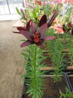 [4008 Landini No301.JPG]